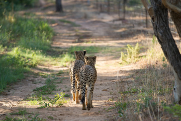 Pair of cheetahs walk off into the horizon 