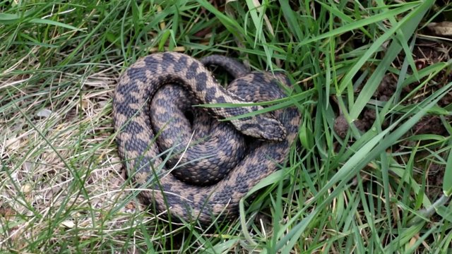 Adder Basking in The Sun.
