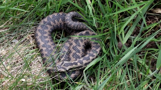 Adder Basking in The Sun.