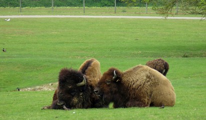 bisons © CB94