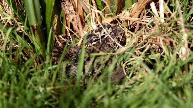 Adder Basking in The Sun.