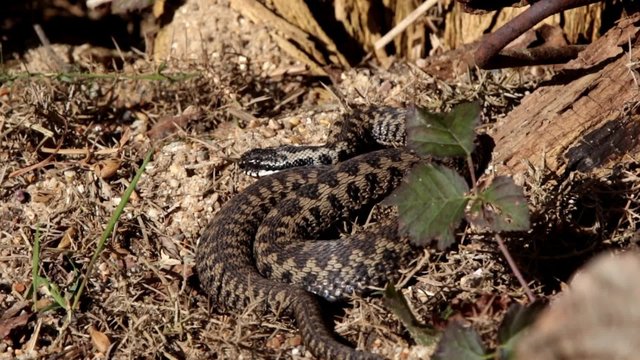 Adder Basking in The Sun.