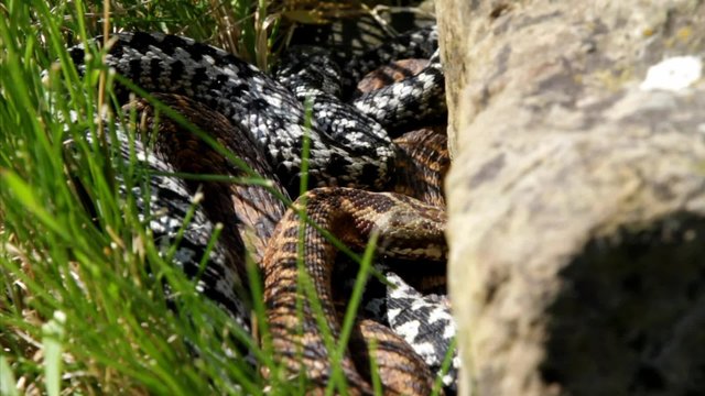 Female ans Male Adders Entwined Mating