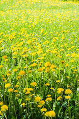 A field of yellow dandelion