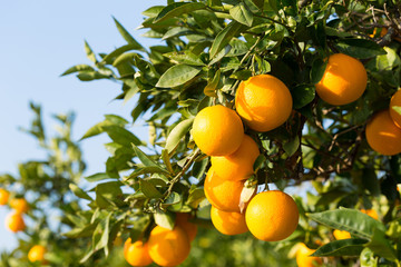 Valencia orange trees - 98583027