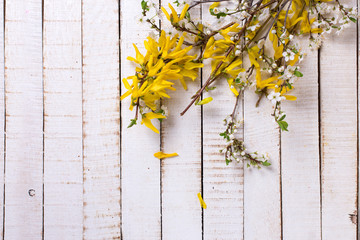 Background with yellow and white  spring flowering branches of t