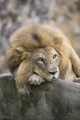 Lion face (front look close up) resting on top of  a rock