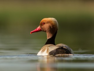 hełmiatka © dejuna
