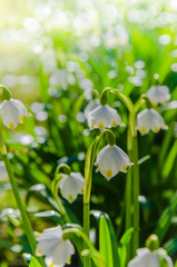 White Spring snowdrops, close-up