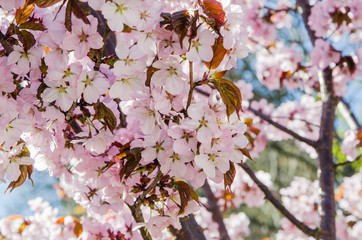 Beautiful blossoming Sakura close up