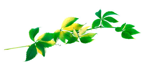 Naklejka na ściany i meble Green branch of grapes leaves (Parthenocissus quinquefolia folia