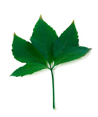 Green virginia creeper leaf