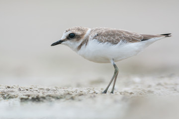 Juvenile kentish plover