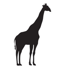 silhouette of a giraffe
