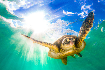 Endangered Hawaiian Green Sea Turtle cruising in the warm waters of the Pacific Ocean in Hawaii