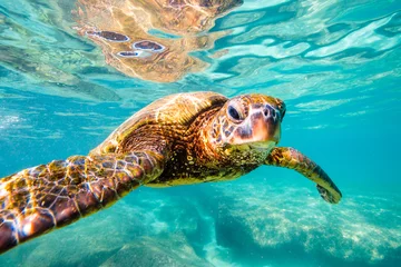 Poster Bedreigde Hawaiiaanse groene zeeschildpad cruisen in de warme wateren van de Stille Oceaan in Hawaï © shanemyersphoto