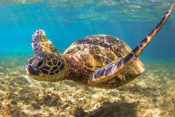 Obraz na płótnie Canvas Endangered Hawaiian Green Sea Turtle cruising in the warm waters of the Pacific Ocean in Hawaii