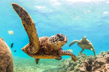 Fotobehang Bedreigde Hawaiiaanse groene zeeschildpad cruisen in de warme wateren van de Stille Oceaan in Hawaï © shanemyersphoto