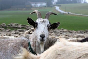 Ziege unter Schafen