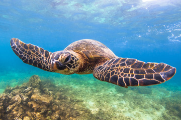 Obraz na płótnie Canvas Endangered Hawaiian Green Sea Turtle cruising in the warm waters of the Pacific Ocean in Hawaii