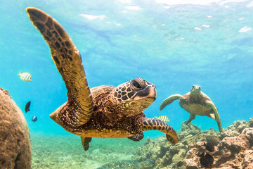 Plakat Endangered Hawaiian Green Sea Turtle cruising in the warm waters of the Pacific Ocean in Hawaii