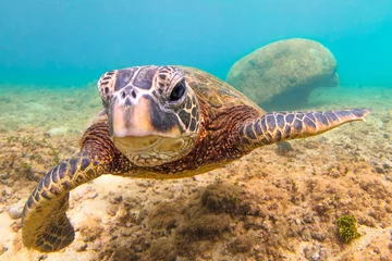 Photo sur Plexiglas Tortue Endangered Hawaiian Green Sea Turtle cruising in the warm waters of the Pacific Ocean in Hawaii
