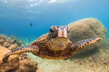 Papier Peint photo Tortue Endangered Hawaiian Green Sea Turtle cruising in the warm waters of the Pacific Ocean in Hawaii