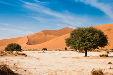 Fototapeta na wymiar Wüstenlandschaft mit roten Düne; Sossusvlei; Namibia