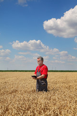 Farmer or agronomist inspect wheat field using tablet, harvest time