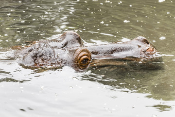 Obraz premium Muzzle hippopotamus looking out of the water