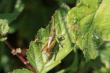 Grasshopper