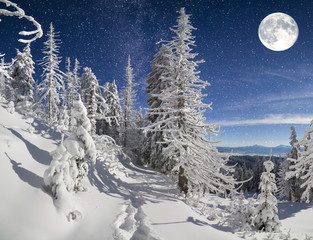 Plakaty  Beautiful night winter landscape in the mountain forest
