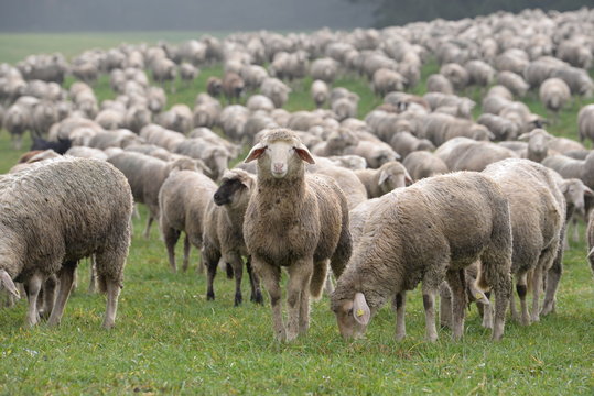 der Wächter, Schaf unter Schafen