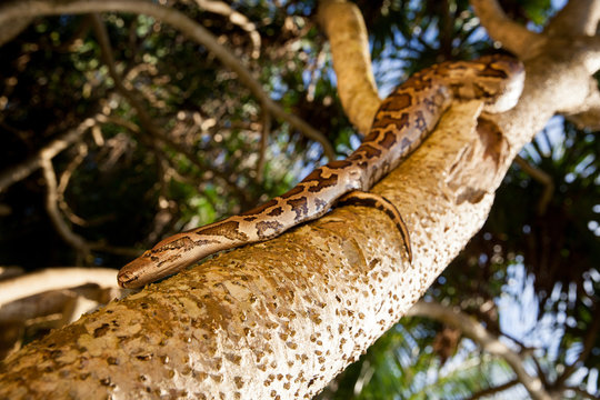 Python Snake wrapped around a branch