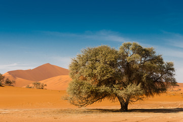 Wüstenlandschaft mit Baum und roten Dünen; Sossusvlei; Namibia