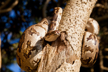 Python Snake wrapped around a branch