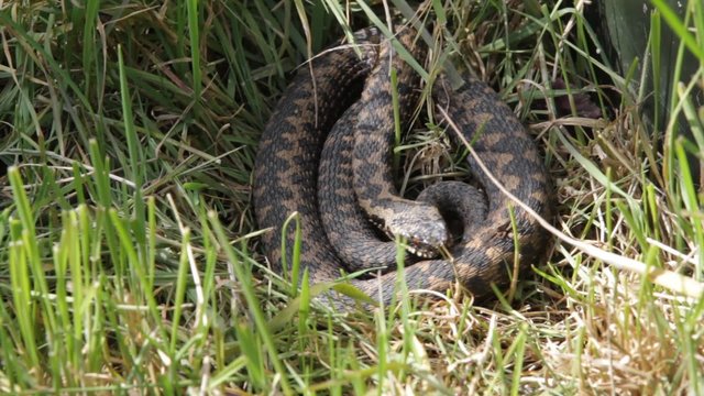 Adder Basking in The Sun.