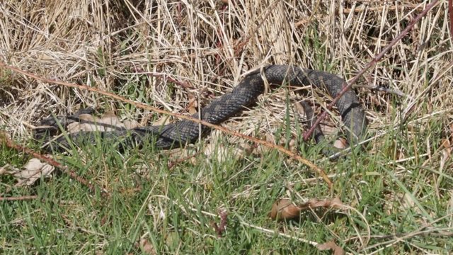 Male Adder