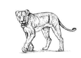 brush painting ink draw isolated lion illustration