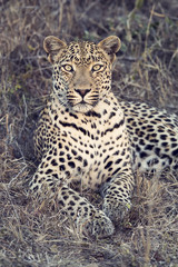 Fototapeta na wymiar Beautiful leopard laying down on dry grass resting artistic conv