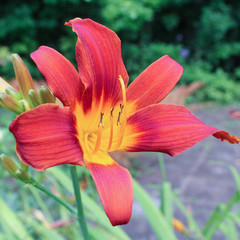 bright flower daylily