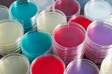 petri dishes stacked in workbench of laboratory