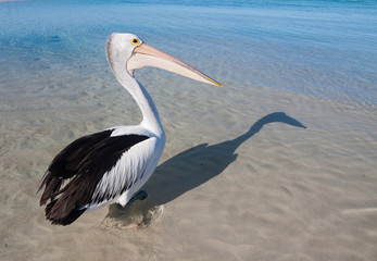 Australia, Yanchep Lagoon, 04/18/2013, Australian pelican on an australian beach