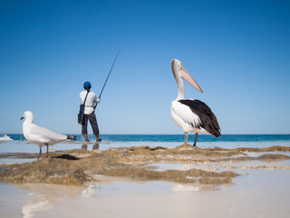 Australia, Yanchep Lagoon, 04/18/2013, Australian pelican watching a fisherman and waiting for scraps, on an australian beach