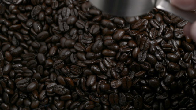Roasted Coffee beans poured from a metal measuring scoop 1