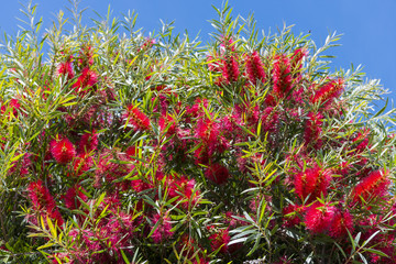 Erdbeerbaum für portugiesischen Mendroho-Schnaps