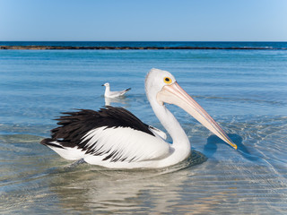 Australia, Yanchep Lagoon, 04/18/2013, Australian pelican swimming in the shallows on an australian beach