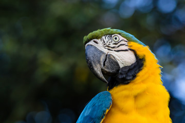 Brazilian Caninde Macaw - Mato Grosso State - Brazil