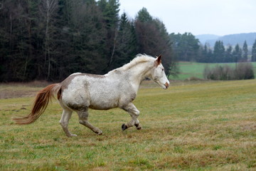 als wäre sie jung, 28 jähriges Westernpferd im Galopp