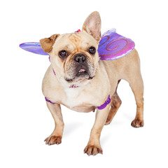 Dog Wearing Butterfly Wings
